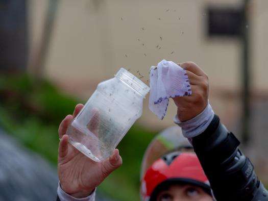 A man releases a jar of mosquitos in Honduras. 