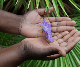 Hands cradle a purple flower in Italy. 